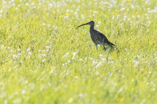 Gemeinsam erfolgreich für den Wiesenbrüterschutz im Nördlinger Ries