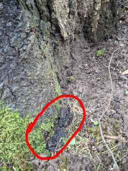 In Bad Herrenalb müssen 18 kranke Bäume gefällt werden