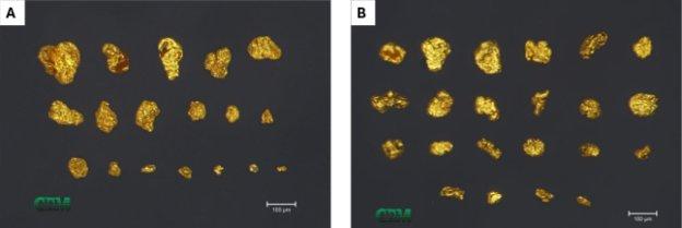 Canary Gold ermittelt sichtbare Goldkörner in Gravitationskonzentraten von 29 der 30 1-Meter-RC-Proben aus dem Projekt Madeira River