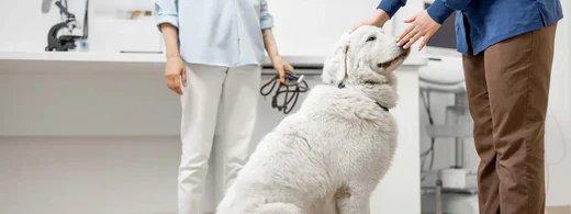 Übergewicht beim Hund erkennen und vorbeugen – Die besten Tipps