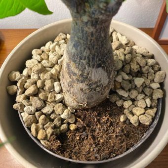 Warum Schimmel auf Blumenerde entsteht – und was wirklich dagegen hilft