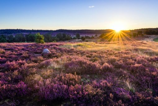 Heideblüte in der Lüneburger Heide: Das ANDERS Hotel Walsrode ist der ideale Ausgangspunkt für Ihren Kurzurlaub