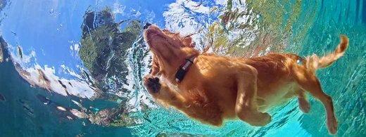 Hundepflege nach dem Baden: So schützt du Fell, Ohren & Pfoten deines Hundes richtig