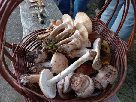 Land Hadeln/Wanna/Ahlenmoor: Pilzwanderungen im Ahlenmoor: Mehrtägiges Intensivseminar mit Dr. Peter Krahl im Oktober