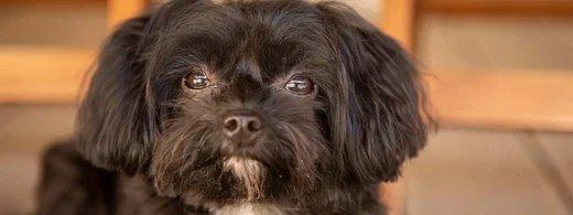 Bolonka Zwetna: Zahnpflege & Fellpflege im Porträt – so bleibt dein Hund gesund