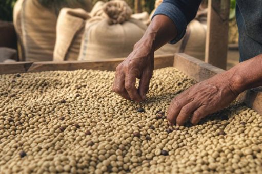 Kaffeepreis bleibt hoch: Der Indikator der Kaffeeorganisation notierte Anfang August 2026 an zehn Handelstagen über 280 US-Cent je Pfund