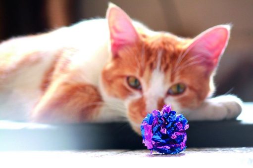 Arthrose bei Katzen erkennen: Verhaltensänderungen als frühe Warnsignale