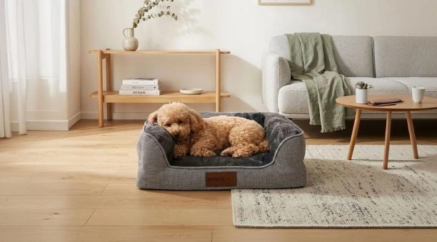 Warum auch junge Hunde von einem orthopädischen Hundebett profitieren können