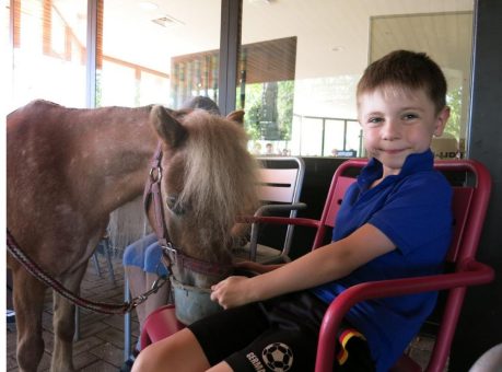 Hegau-Jugendwerk: Ponys sorgen für Glücksmomente