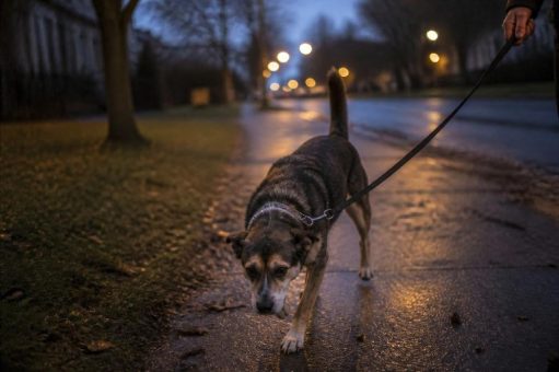 Hundezubehör im Netz: Ein einziger Anbieter nimmt 10.000 zusätzliche Artikel auf, knapp zwei Drittel davon aus dem Zubehörbereich