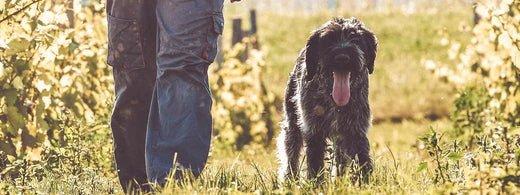 Die goldenen Jahre deines Hundes: Wie du Alltag, Ernährung und Pflege sanft an das Alter anpasst