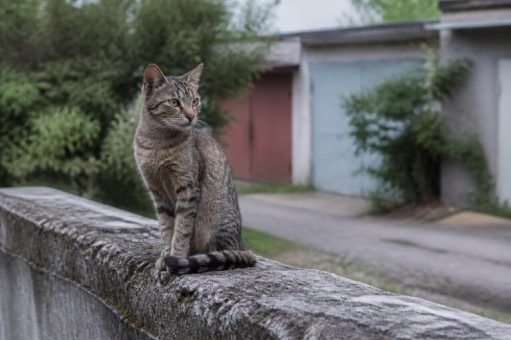 Straßenkatzen in Deutschland: 591 Tierschutzvereine melden im Katzenschutzreport 2026 kranke Fundtiere und fehlende Plätze