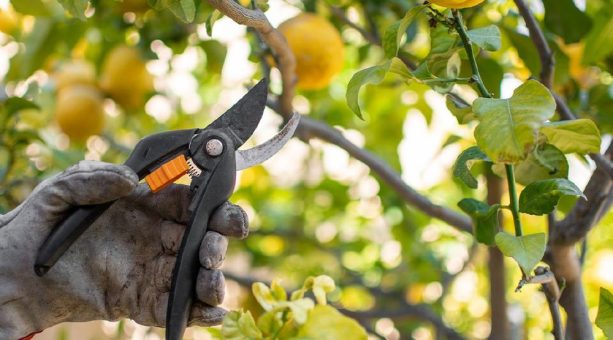 Gartenschere klemmt? Warum Feder und Gelenk nicht mehr von allein öffnen und was hilft