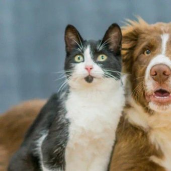 Wenn Hund und Katze zusammenziehen: So gelingt die Vergesellschaftung ohne Stress
