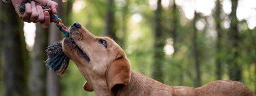 Warum dein Hund manche Spielzeuge liebt und andere völlig ignoriert