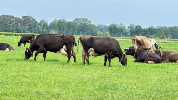 Der Tierarzt kommt nicht erst, wenn die Kuh krank ist