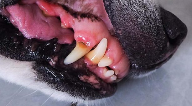 Verletzung im Maul bei deinem Hund – Anzeichen erkennen & richtig reagieren