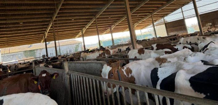 Prävention in der Milchviehhaltung: Warum zu spät erkannte Krankheiten Tierwohl und Wirtschaftlichkeit belasten