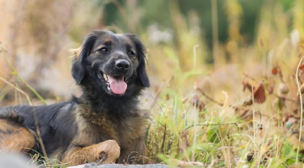 Zahnstein im Sommer: Warum die warme Jahreszeit deinem Hund zusetzt