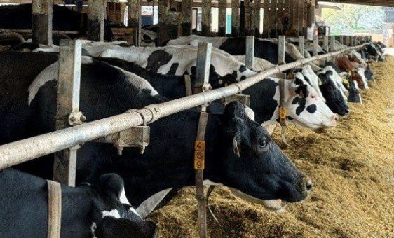 Shamonda-Virus bei Rindern: Neue Sorgen für Landwirte und Tierärzte