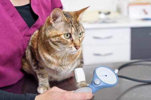 Wenn die Nieren nachlassen – chronische Nierenerkrankung bei Katzen