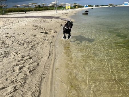 Butjadingen: Plitsch, Platsch, Pfote – zweiter Hundebadetag in der Nordsee-Lagune Butjadingen