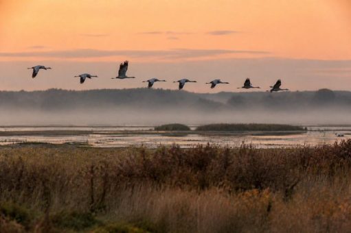 Vogelzug im Oktober 2026: Über 350.000 Kraniche rasten in Deutschland, und der EuroBirdwatch zählte 2025 europaweit 2,8 Millionen Vögel