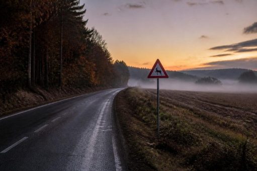 Wildunfälle im Herbst 2026: Der Deutsche Jagdverband zählt 200.970 Rehe als Fallwild im Jagdjahr 2024/25, die Schwarzwildstrecke stieg auf 568.497