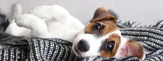 Gesunde Zähne für Hund und Katze: Die wichtigsten Pflegetipps