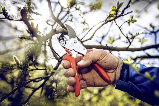 Welche Gartenschere passt zur Schnittsaison?
