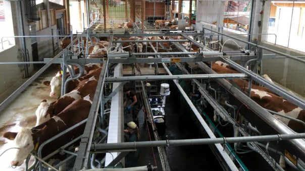 Wenn die Verantwortung zur Belastung wird: Suizidprävention bei Landwirten und Tierärzten